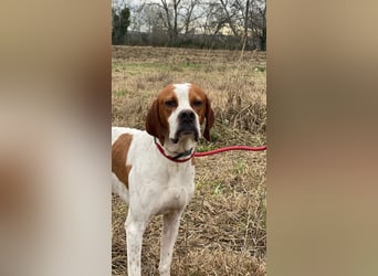 Lucio - (Dringend Pflegestelle oder Zuhause gesucht) sucht Nähe und Wärme