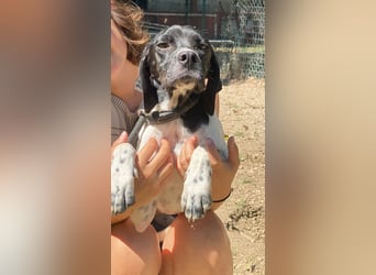 Arno - Zarte Seele sucht ein Zuhause