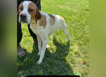 Lucio - (Dringend Pflegestelle oder Zuhause gesucht) sucht Nähe und Wärme