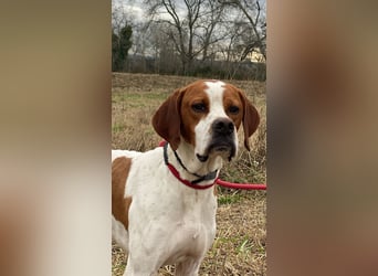 Lucio - (Dringend Pflegestelle oder Zuhause gesucht) sucht Nähe und Wärme