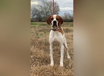 Lucio - (Dringend Pflegestelle oder Zuhause gesucht) sucht Nähe und Wärme