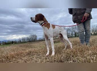 Lucio - (Dringend Pflegestelle oder Zuhause gesucht) sucht Nähe und Wärme