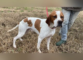 Lucio - (Dringend Pflegestelle oder Zuhause gesucht) sucht Nähe und Wärme