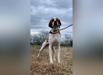 Lucio - (Dringend Pflegestelle oder Zuhause gesucht) sucht Nähe und Wärme