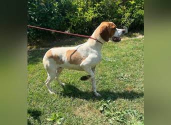 Lucio - (Dringend Pflegestelle oder Zuhause gesucht) sucht Nähe und Wärme