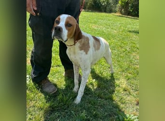 Lucio - (Dringend Pflegestelle oder Zuhause gesucht) sucht Nähe und Wärme