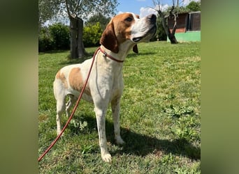 Lucio - (Dringend Pflegestelle oder Zuhause gesucht) sucht Nähe und Wärme