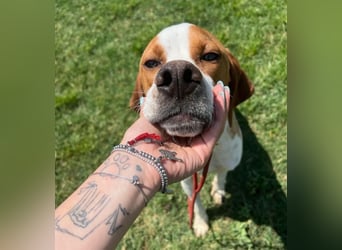 Lucio - (Dringend Pflegestelle oder Zuhause gesucht) sucht Nähe und Wärme