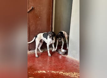 Arno - Zarte Seele sucht ein Zuhause