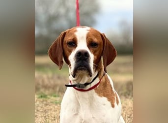 Lucio - (Dringend Pflegestelle oder Zuhause gesucht) sucht Nähe und Wärme