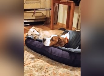 Lucio -  sucht Nähe und Wärme