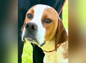 Lucio - Treuer Freund in Wartestellung