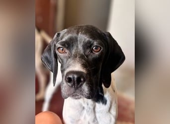 Arno - Zarte Seele sucht ein Zuhause