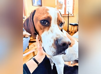 Lucio -  sucht Nähe und Wärme