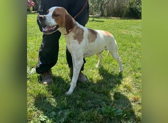 Lucio - (Dringend Pflegestelle oder Zuhause gesucht) sucht Nähe und Wärme