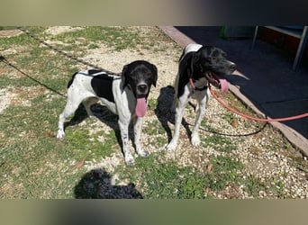 Arno - Zarte Seele sucht ein Zuhause