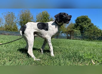 Arno - Zarte Seele sucht ein Zuhause