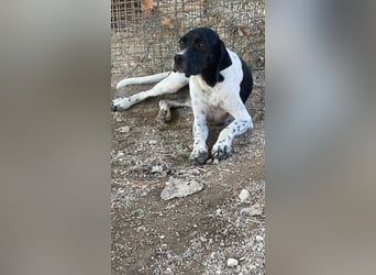 Arno - Zarte Seele sucht ein Zuhause