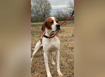 Lucio - (Dringend Pflegestelle oder Zuhause gesucht) sucht Nähe und Wärme