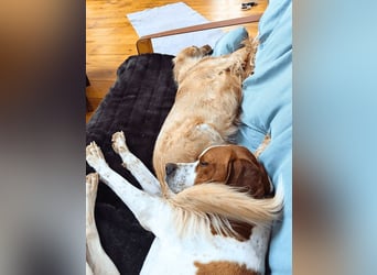 Lucio -  sucht Nähe und Wärme