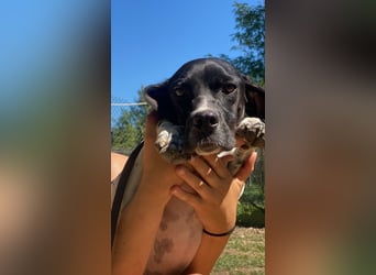 Arno - Zarte Seele sucht ein Zuhause