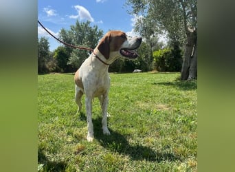 Lucio - (Dringend Pflegestelle oder Zuhause gesucht) sucht Nähe und Wärme