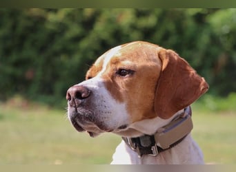 Pointer Rüde Chico sucht seine Menschen (Tierschutz / in Pflegestelle)