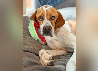 Pointer Rüde Chico sucht seine Menschen (Tierschutz / in Pflegestelle)