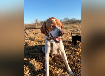 Pointer Rüde Chico sucht seine Menschen (Tierschutz / in Pflegestelle)