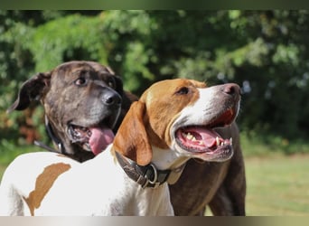 Pointer Rüde Chico sucht seine Menschen (Tierschutz / in Pflegestelle)