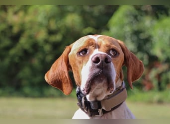 Pointer Rüde Chico sucht seine Menschen (Tierschutz / in Pflegestelle)