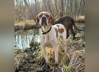 Pointer Rüde Chico sucht seine Menschen (Tierschutz / in Pflegestelle)