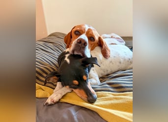 Pointer Rüde Chico sucht seine Menschen (Tierschutz / in Pflegestelle)