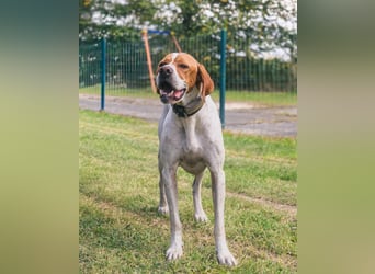 Pointer Rüde Chico sucht seine Menschen (Tierschutz / in Pflegestelle)