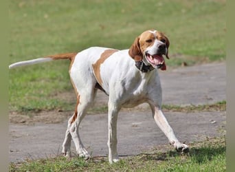 Pointer Rüde Chico sucht seine Menschen (Tierschutz / in Pflegestelle)