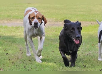 Pointer Rüde Chico sucht seine Menschen (Tierschutz / in Pflegestelle)