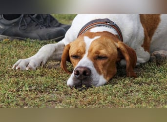 Pointer Rüde Chico sucht seine Menschen (Tierschutz / in Pflegestelle)