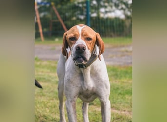 Pointer Rüde Chico sucht seine Menschen (Tierschutz / in Pflegestelle)