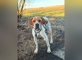 Pointer Rüde Chico sucht seine Menschen (Tierschutz / in Pflegestelle)