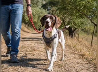 Scout – sensibler Jungspund sucht seine Menschen
