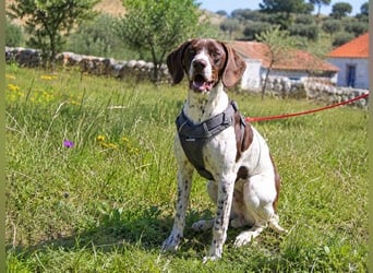 Scout – sensibler Jungspund sucht seine Menschen