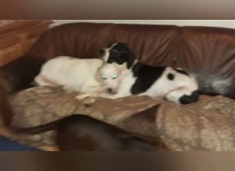 schüchterner BOMBAY sucht ein HEim....  NOTFALL  Paten gesucht  