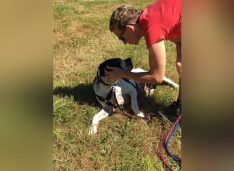 schüchterner BOMBAY sucht ein HEim....  NOTFALL  Paten gesucht  