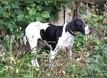 schüchterner BOMBAY sucht ein HEim....  NOTFALL  Paten gesucht  