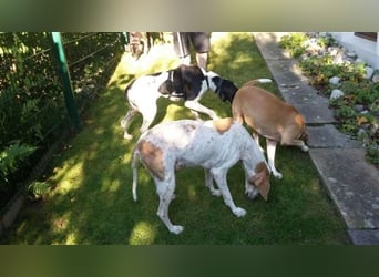 schüchterner BOMBAY sucht ein HEim....  NOTFALL  Paten gesucht  