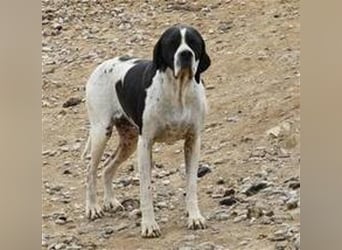 schüchterner BOMBAY sucht ein HEim....  NOTFALL  Paten gesucht  