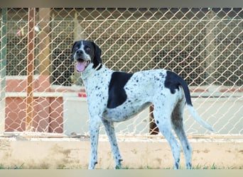 Lola - Dalmatiner x Gazelle = Pointer Lola