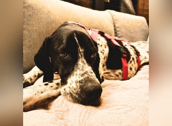 Lola - Dalmatiner x Gazelle = Pointer Lola