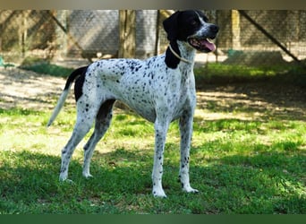 Lola - Dalmatiner x Gazelle = Pointer Lola