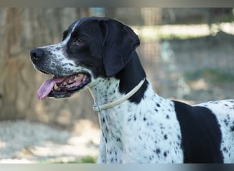 Lola - Dalmatiner x Gazelle = Pointer Lola